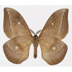 /filer/webapps/moths/media/images/G/gabunica_Gonimbrasia_AM_Basquin_01b.jpg