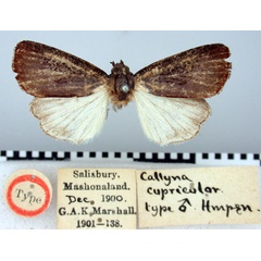 /filer/webapps/moths/media/images/C/cupricolor_Callyna_HT_BMNH.jpg