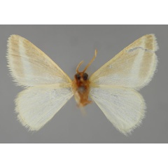 /filer/webapps/moths/media/images/K/katharinae_Mixocera_HT_ZSM_02.jpg