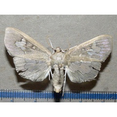 /filer/webapps/moths/media/images/D/dariusalis_Eporidia_A_Goff_01.jpg