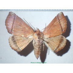 /filer/webapps/moths/media/images/R/rectefasciata_Hyperlopha_AF_Bippus.jpg