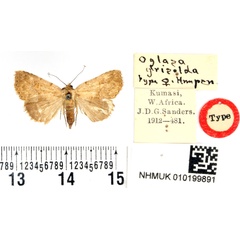 /filer/webapps/moths/media/images/G/griselda_Oglasa_HT_BMNH.jpg