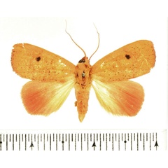 /filer/webapps/moths/media/images/A/angulata_Paralephana_AF_BMNH_01.jpg