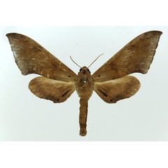 /filer/webapps/moths/media/images/H/herbuloti_Polyptychus_AF_Basquin.jpg