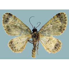 /filer/webapps/moths/media/images/P/prasinaria_Piercia_AM_Staudeb.jpg