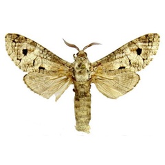 /filer/webapps/moths/media/images/H/hoppei_Afrikanetz_HT_Stroehle.jpg