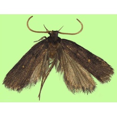 /filer/webapps/moths/media/images/O/oculiella_Protolychnis_HT_BMNH.jpg