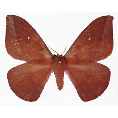 /filer/webapps/moths/media/images/M/mariae_Maltagorea_AT_Basquin.jpg