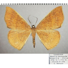 /filer/webapps/moths/media/images/B/bifurcata_Ochroplutodes_AF_ZSM.jpg
