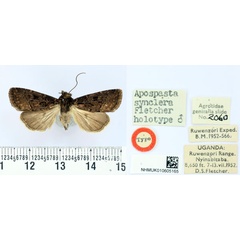 /filer/webapps/moths/media/images/S/synclera_Apospasta_HT_BMNH.jpg
