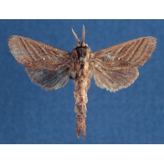 /filer/webapps/moths/media/images/L/leakeyi_Dianfosseya_HT_Lehmann.jpg
