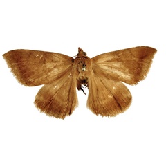 /filer/webapps/moths/media/images/S/sinistra_Achaea_HT_BMNH.jpg
