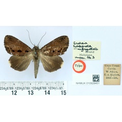 /filer/webapps/moths/media/images/N/nigroguttata_Ercheia_HT_BMNH.jpg