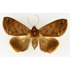 /filer/webapps/moths/media/images/M/maculata_Ophiusa_AF_TMSA_03.jpg