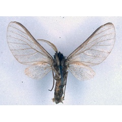 /filer/webapps/moths/media/images/A/arabica_Apisa_ST_BMNH_02.jpg