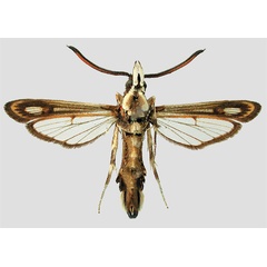 /filer/webapps/moths/media/images/H/hombergi_Rodolphia_AM_MNHN_02.jpg