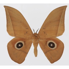 /filer/webapps/moths/media/images/E/erythrotes_Lobobunaea_AM_Basquina.jpg