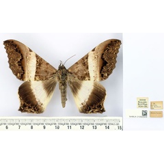 /filer/webapps/moths/media/images/A/albizonata_Uripao_AM_BMNH.jpg