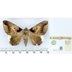 /filer/webapps/moths/media/images/I/indicabilis_Achaea_HT_BMNH.jpg