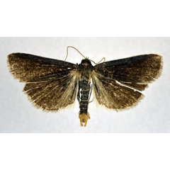 /filer/webapps/moths/media/images/P/philbyi_Tathorhynchus_AM_NHMO.jpg