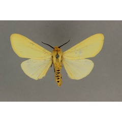 /filer/webapps/moths/media/images/F/flava_Saenura_AM_BMNH.jpg