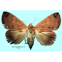 /filer/webapps/moths/media/images/M/maculata_Ophiodes_HT_SNHM_01.jpg