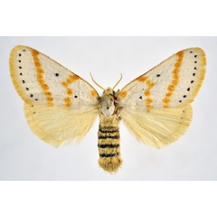 /filer/webapps/moths/media/images/G/gracilis_Lacipa_AF_NHMO.jpg