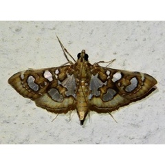 /filer/webapps/moths/media/images/F/flavibrunnea_Glyphodella_A_Gorbler.jpg