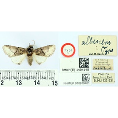 /filer/webapps/moths/media/images/A/albescens_Chitasida_HT_BMNH.jpg