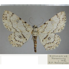 /filer/webapps/moths/media/images/E/eugrapha_Ascotis_AF_ZSM.jpg