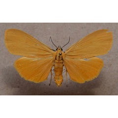/filer/webapps/moths/media/images/L/lithosioides_Digama_A_Butler.jpg
