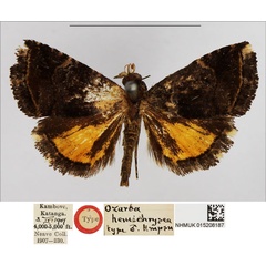 /filer/webapps/moths/media/images/H/hemichrysea_Ozarba_HT_NHMUK.jpg