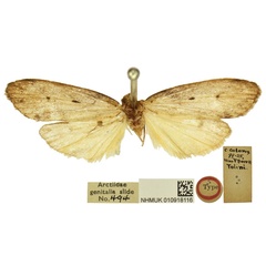 /filer/webapps/moths/media/images/B/bipuncta_Philenora_LT_BMNH.jpg