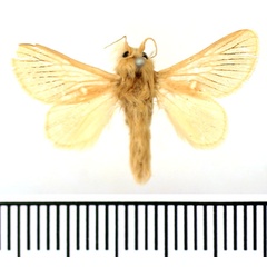 /filer/webapps/moths/media/images/S/strigivena_Miresa_AM_BMNH.jpg