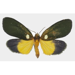 /filer/webapps/moths/media/images/V/viridis_Carpostalagma_AF_Basquin_01a.jpg