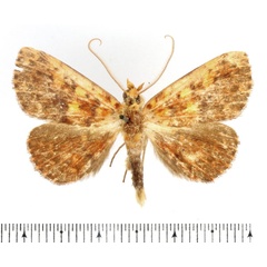 /filer/webapps/moths/media/images/P/pyrochroa_Phlogochroa_AM_BMNH_02.jpg