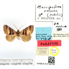 /filer/webapps/moths/media/images/V/violacea_Marcipa_PTM_BMNH.jpg