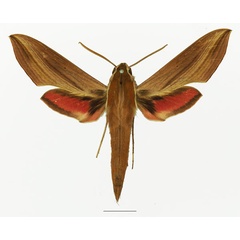 /filer/webapps/moths/media/images/G/gracilis_Hippotion_AM_Basquin_01a.jpg