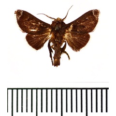 /filer/webapps/moths/media/images/N/nigrisignata_Stroteroides_AM_BMNH.jpg
