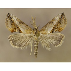/filer/webapps/moths/media/images/A/antistropha_Rhynchodontodes_A_Butler.jpg
