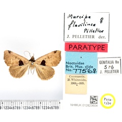 /filer/webapps/moths/media/images/F/flavilinea_Marcipa_PTF_BMNH_01.jpg