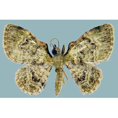 /filer/webapps/moths/media/images/T/tumefacta_Chloroclystis_AM_ZSMa.jpg
