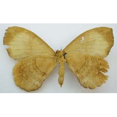 /filer/webapps/moths/media/images/G/gracilis_Jana_STM_NHMUKb.jpg