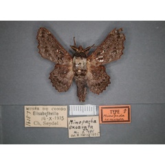 /filer/webapps/moths/media/images/E/excavata_Mimopacha_HT_RMCA_01.jpg