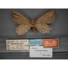 /filer/webapps/moths/media/images/L/leipoxaides_Isais_AT_RMCA_01.jpg