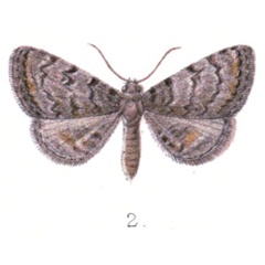 /filer/webapps/moths/media/images/A/aethiops_Epizeuxis_HT_Distant_2.jpg
