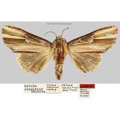 /filer/webapps/moths/media/images/O/obscurior_Cetola_AT_MNHN.jpg