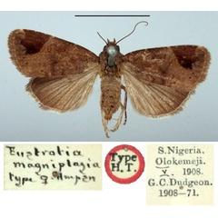 /filer/webapps/moths/media/images/M/magniplagia_Eustrotia_HT_BMNH.jpg