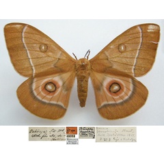 /filer/webapps/moths/media/images/F/fenestricatula_Bunaea_PTF_NHMUKa.jpg
