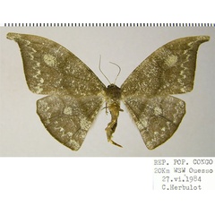 /filer/webapps/moths/media/images/C/cinerea_Megadrepana_AF_ZSM.jpg